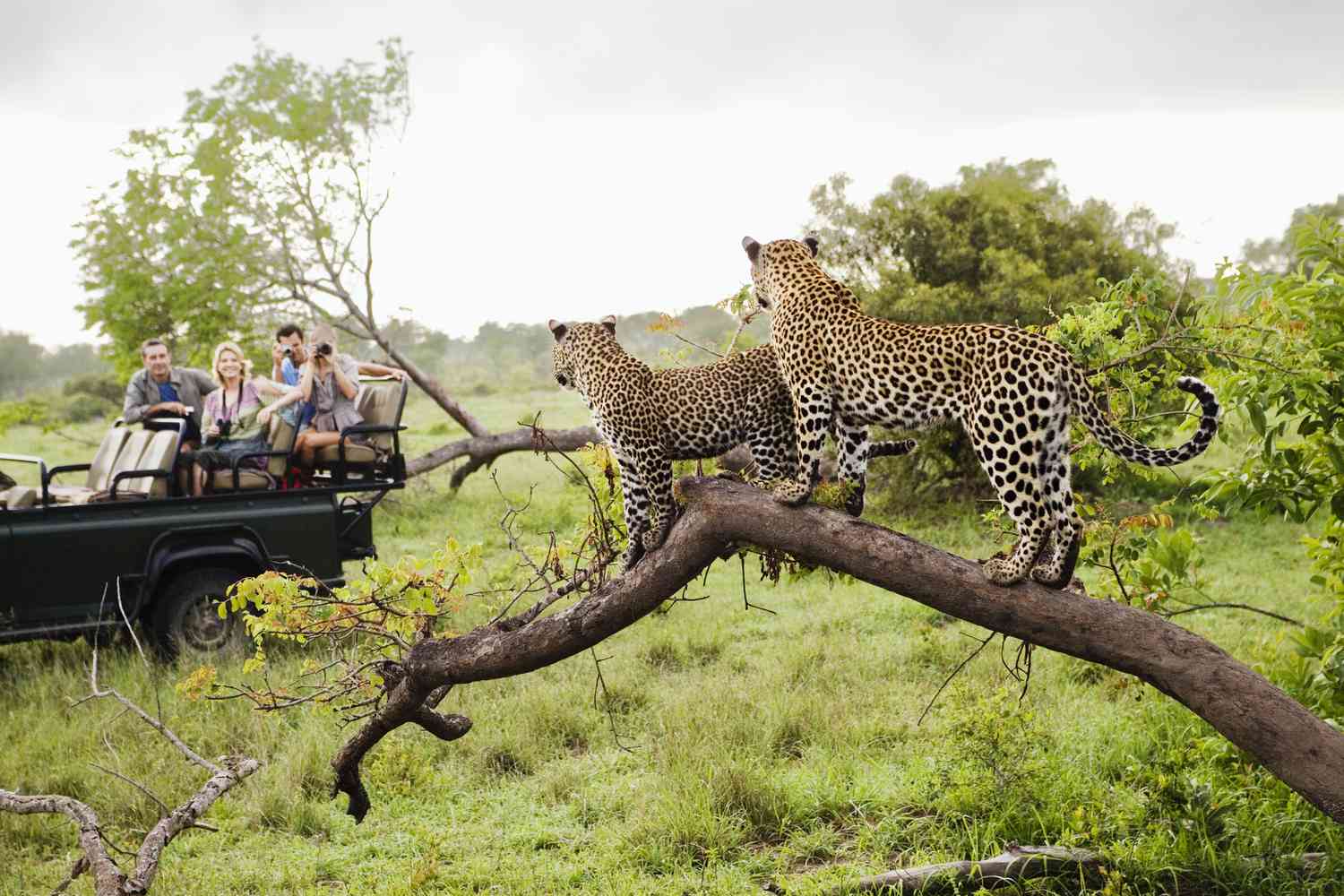 Natural Beauty and Wildlife of Kruger National Park